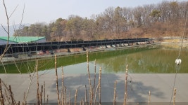 새말낚시터 유료낚시터 > 새말낚시터 3월1일 영업시작 연속방류공지 : 낚시사랑