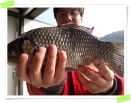 양평수곡낚시터 유료낚시터 > 수곡낚시터 붕어조황 주중에 잘나오네요 : 낚시사랑