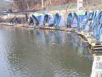 남전지기 유료낚시터 > 주말조황 및 방류소식 : 낚시사랑