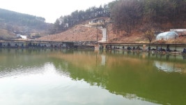 공주 큰목골낚시터 유료낚시터 > 공주 큰목골낚시터 3월25일 소식 : 낚시사랑
