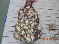 오빈낚시터 유료낚시터 > *오빈낚시터* ~~꾸준한 조황 보이고 있습니다~~ : 낚시사랑