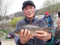 두창낚시터 유료낚시터 > ~4짜급 토종붕어들이 계속올라옵나다^^ : 낚시사랑