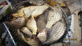 반제지 유료낚시터 > 반제지 251수찍고 고객감사의 마음 : 낚시사랑