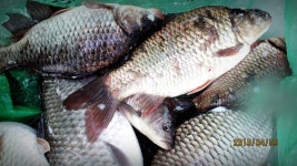 반제지 유료낚시터 > 반제지 251수찍고 고객감사의 마음 : 낚시사랑