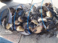 신기 낚시터 유료낚시터 > (신기낚시터)개장 후 좋은 분위기 계속됩니다. : 낚시사랑