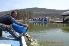 고담낚시터 유료낚시터 > 주말조황부터 월요일조황......... : 낚시사랑