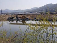 연곡붕어 유료낚시터 > 양주에도 완연함 봄기운을 느끼는 주말이 다가 옵니다 : 낚시사랑