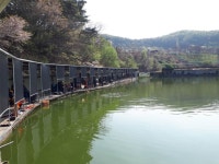 공주 큰목골낚시터 유료낚시터 > 공주 큰목골낚시터 4월22일 소식 : 낚시사랑