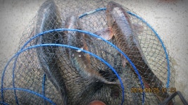 반제지 유료낚시터 > 반제지 치어를잡을려고 초크를치는데 엄청난 고기가 : 낚시사랑