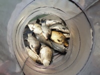 유료터정보 > 유료터점주조황 > 물 맑고 힘 좋은 용인 삼인 낚시터 조황~~!!-용인 삼인낚시터-