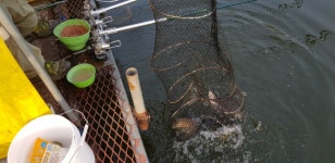 5월에 대량 방류 - 조황센터 | 피쉬앤피플 5월에 대량 방류