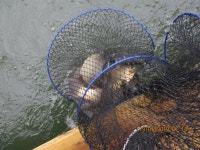 가산낚시터 유료낚시터 > 즐거운 주말 소식 : 낚시사랑