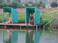 오빈낚시터 유료낚시터 > *자리편차 없이 조황좋습니다*** : 낚시사랑