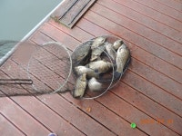 대석낚시터 유료낚시터 > 1톤 방류 후 주말 스케치.. : 낚시사랑