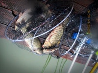 반제지 유료낚시터 > 반제지 주말조황 : 낚시사랑