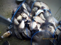 반제지 유료낚시터 > 잘나와주고있는데 옮길까 말까 반제지주말스케치 : 낚시사랑