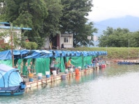 초원낚시터 유료낚시터 > ***휴가철대박조황*** : 낚시사랑