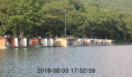 신선지 유료낚시터 > 강화 신선낚시터 8/4일 조황정보 : 낚시사랑