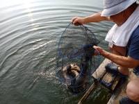 봉낚시터 유료낚시터 > 봉 낚시터 정보 입니다^^ : 낚시사랑