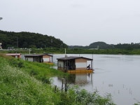 삼인낚시터 유료낚시터 > 편안하고 시원한 시설에서 낚시휴가 즐기세요~~!!-용인삼인낚시터- : 낚시사랑
