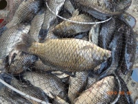 대석낚시터 유료낚시터 > 오늘도 역시 대박..( 2탄 ) : 낚시사랑