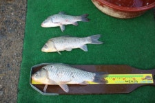 내동지 유료낚시터 > *** 내 동 잔 치 *** : 낚시사랑