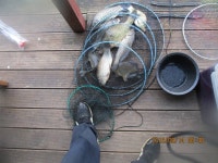 반제지 유료낚시터 > 반제낚시터 한가위 보름달 조황정보입니다 : 낚시사랑