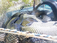 고초골낚시터 유료낚시터 > 고초골 주중 조황 및 어자원방류 : 낚시사랑