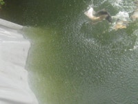 관리낚시터 유료낚시터 > 도심속의 작은 쉼터 화성 관리낚시터 : 낚시사랑