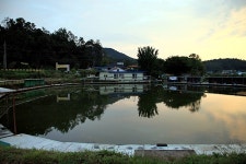 고삼지월향 유료낚시터 > ※ 월향 주말 조황 및 일상.. ※ : 낚시사랑