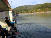 양평수곡낚시터 유료낚시터 > 양평 힐링 수곡낚시터 붕어활성도가 점차 좋아지고 있습니다 10월17일 조황 붕어방류 안내 : 낚시사랑