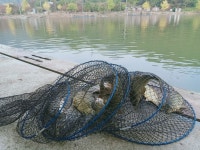 양평수곡낚시터 유료낚시터 > 양평 수곡낚시터 4짜붕어에 이어 마릿수 대박조과도 나와줍니다 금일 붕어방류 완료 : 낚시사랑