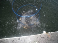 관리낚시터 유료낚시터 > 도심속의 작은 쉼터 화성 관리낚시터 : 낚시사랑