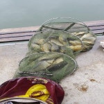 초원낚시터 유료낚시터 > ***10월14일조황소식*** : 낚시사랑