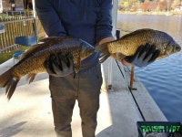 양평수곡낚시터 유료낚시터 > 힐링 수곡낚시터 자연산 토종대물 43.5cm 포함 조황 및 자연산 토종붕어 오늘 초 대량방류 : 낚시사랑