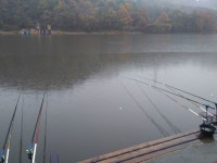 양평수곡낚시터 유료낚시터 > 힐링 수곡낚시터 오늘 붕어 대량 방류 및 조황 안내 드립니다 : 낚시사랑