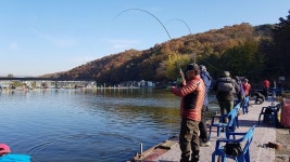 용인지곡낚시공원 유료낚시터 > ◐ 붕어 잡이터 좌대비 무료 공지 ◐ : 낚시사랑