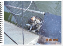 관리낚시터 유료낚시터 > 도심속의 작은 쉼터 화성관리낚시터 : 낚시사랑