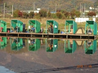 오빈낚시터 유료낚시터 > ****아주좋은 조황 보이고 있습니다**** : 낚시사랑