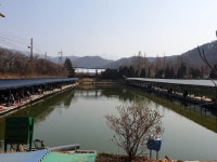 삼하낚시터 유료낚시터 > ## (삼하) 물낚시 개장합니다. ## : 낚시사랑