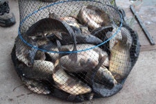 영종낚시터(구만정낚시터) 유료낚시터 > 날이 좋네요. 입질도 잘 들어옵니다!^^* : 낚시사랑