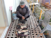 대석낚시터 유료낚시터 > 토종붕어 300kg 방류.. : 낚시사랑