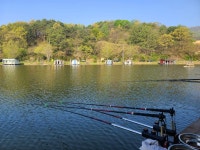 양평수곡낚시터 유료낚시터 > 양평 수곡낚시터 주말 조황 및 붕어 방류 안내 : 낚시사랑