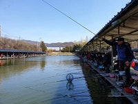 삼하낚시터 유료낚시터 > ## 주말고기방류및 행운표방류 ## : 낚시사랑