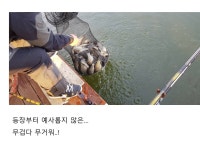 고잔낚시터 유료낚시터 > 고잔낚시터 지난 소식 전합니다. : 낚시사랑