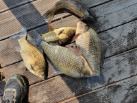 백학지 유료낚시터 > 토종낚시터 백학저수지 주중소식을 전해드립니다. : 낚시사랑