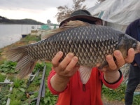 상지낚시터 유료낚시터 > 상지낚시랜드조황정보입니다 : 낚시사랑