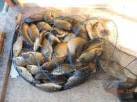 대석낚시터 유료낚시터 > 본격적인 붕어 낚시 시즌.. : 낚시사랑