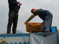 오빈낚시터 유료낚시터 > ****주말조황 정보및 방류소식 전합니다**** : 낚시사랑