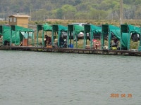 오빈낚시터 유료낚시터 > ****주말조황 정보및 방류소식 전합니다**** : 낚시사랑